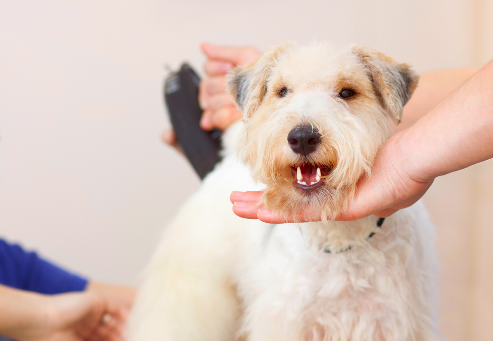 Pet Grooming in Macon, GA Riverside Animal Hospital